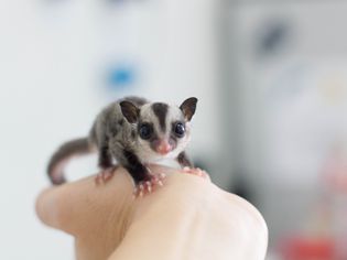 Sugar glider