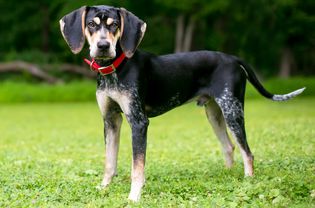 站立侧侧面的一个蓝蜱猎空犬或蓝蜱猎犬