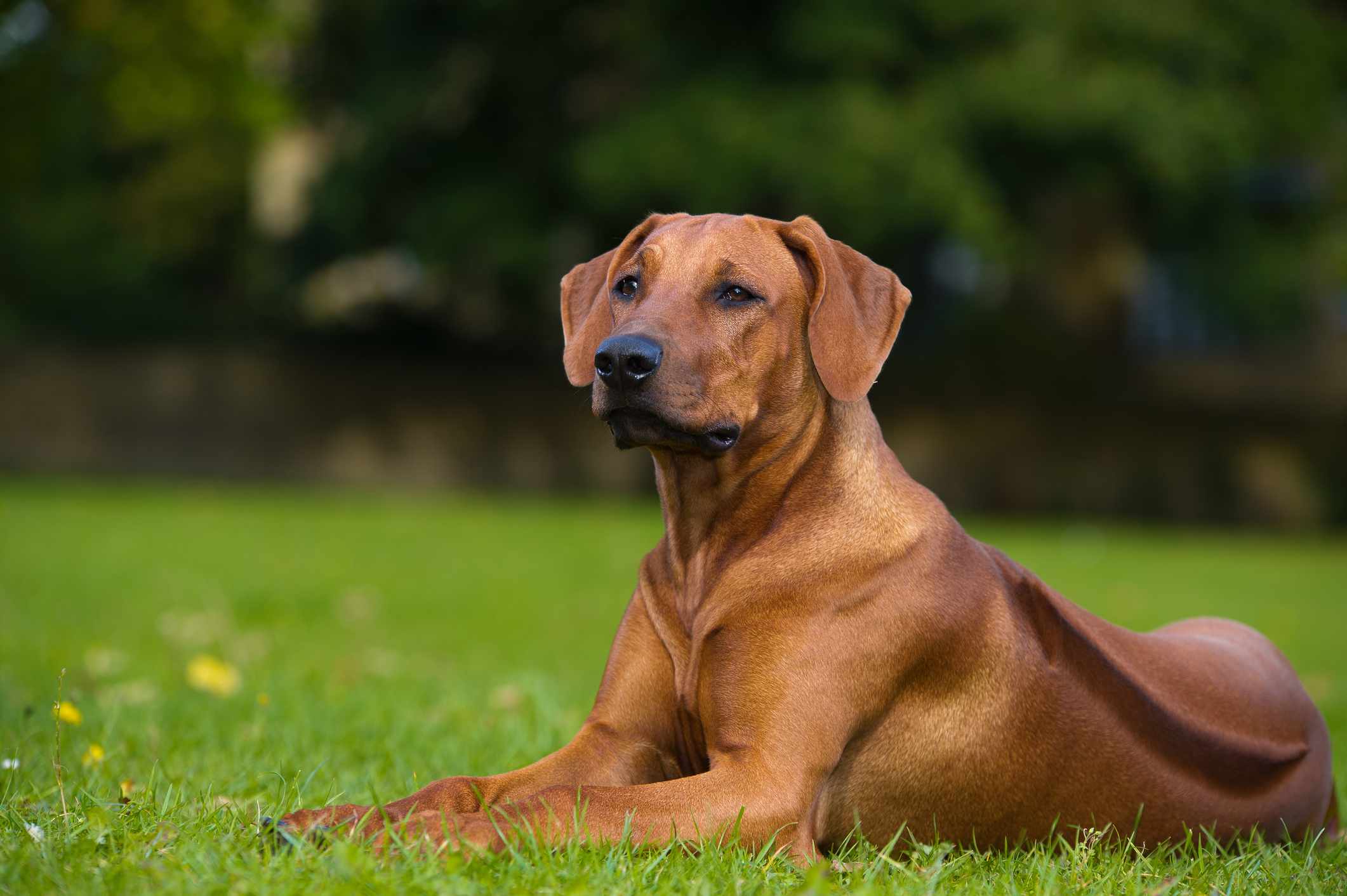 罗得西亚脊背犬