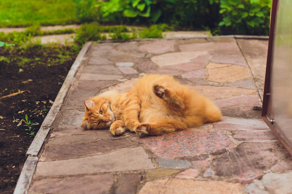 千里安短尾猫在外面