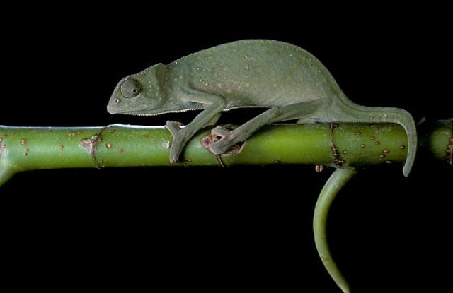 Chamaeleo senegalensis (Senegal chameleon)