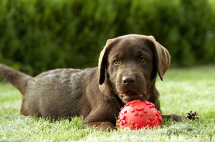 Picture of a chocolate Labrador puppy playing with a ball in a park.