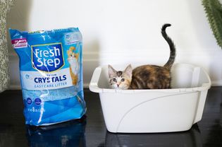 Cat inside a litter box filled with Fresh Step Crystals Premium Cat Litter