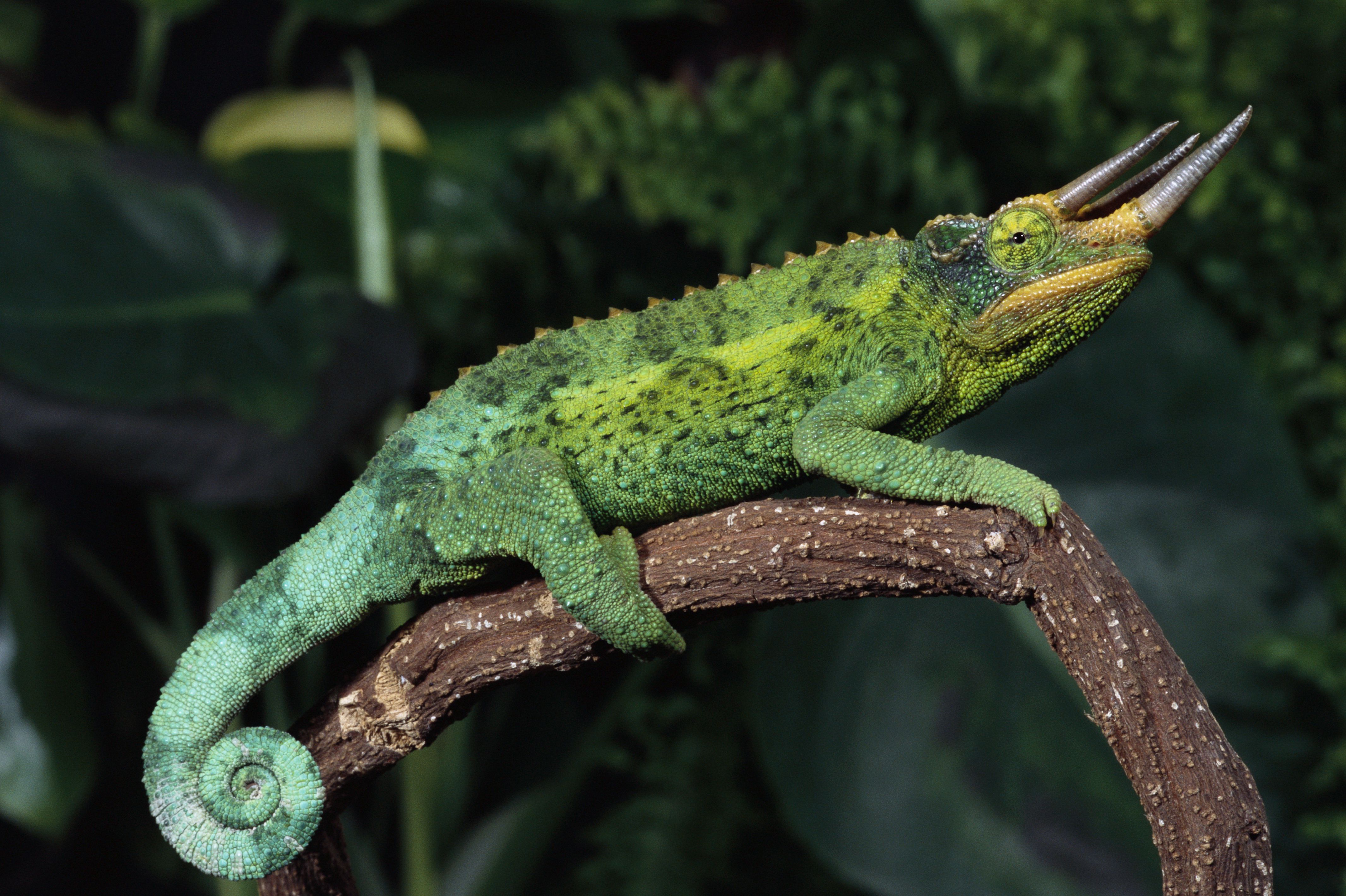 Jackson's Chameleon on Branch