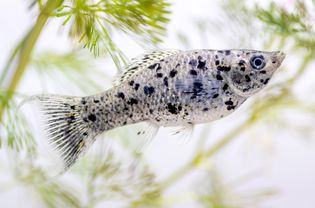 Dalmatian Molly fish with black spots swimming near aquatic plants