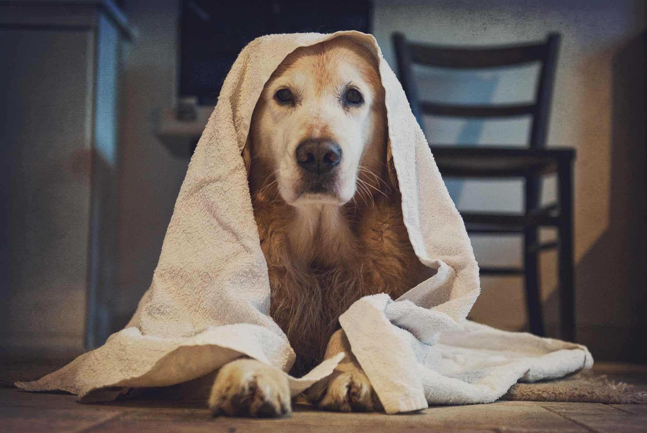 头上裹着毛巾的金毛猎犬