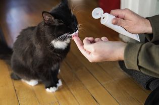 Cat licking toothpaste