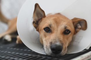 brown dog with black nose lays down while wearing cone