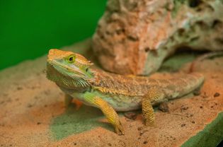 Bearded dragon