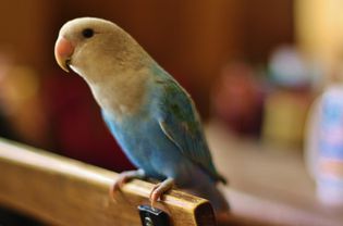 Close-up of parrot perching