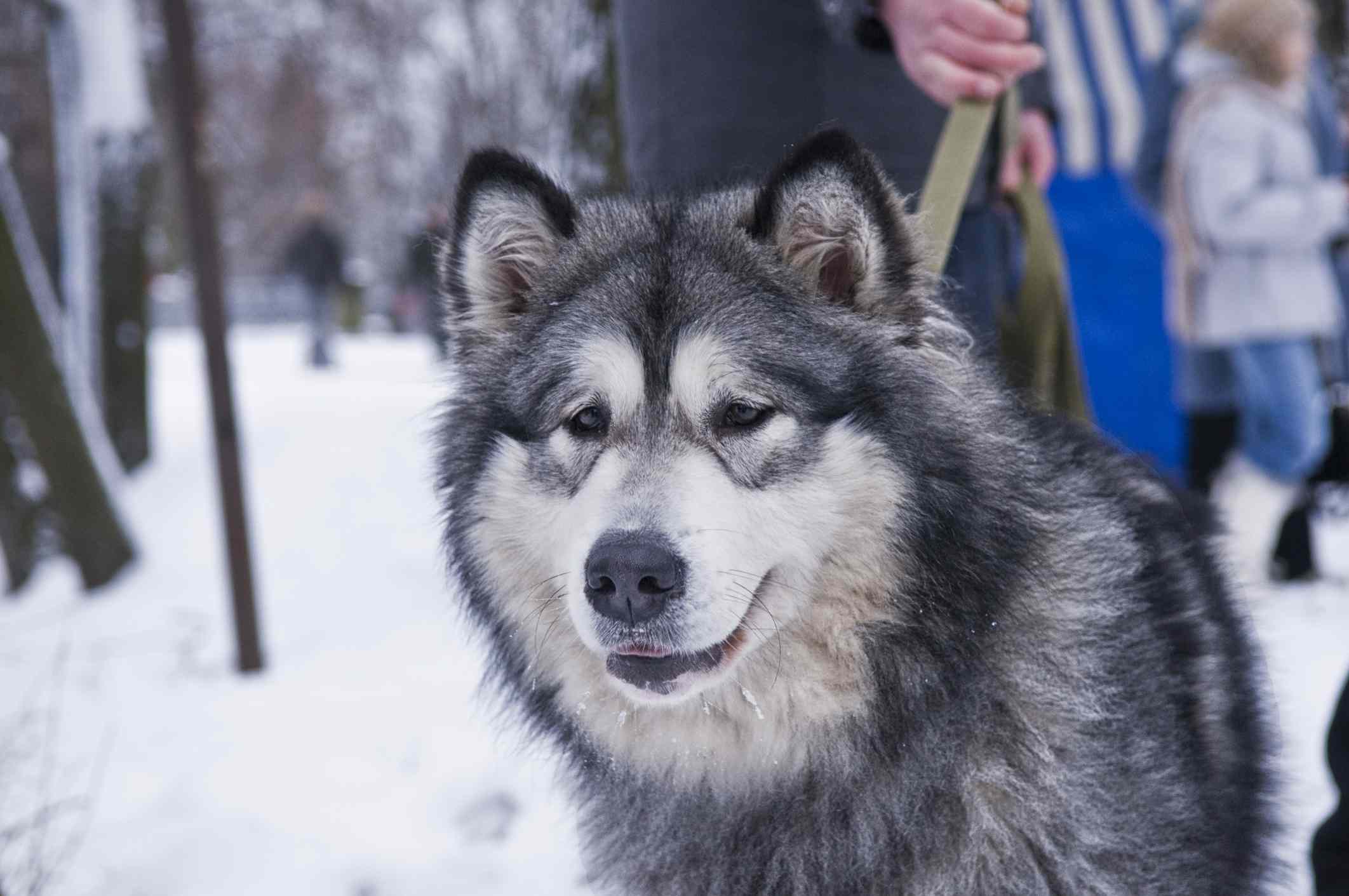 雪地里拴着狗链的阿拉斯加雪橇犬