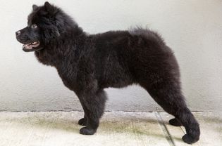 Black chow chow dog standing and facing left