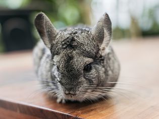 Gray chincilla laying on wooden table closeup