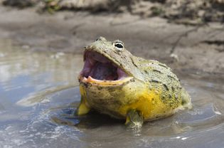 African bullfrog