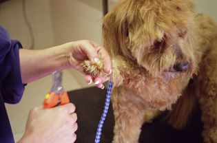 Puppy getting its nails clipped at the groomers