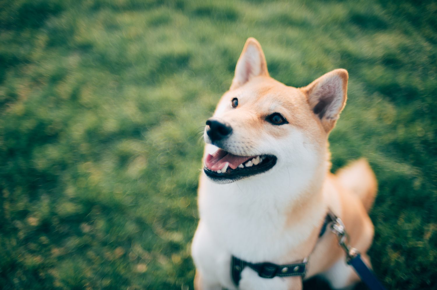 日本柴犬微笑