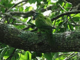 蓝冠长尾鹦鹉(Aratinga acuticaudata)