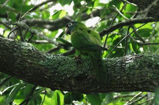 蓝冠长尾小鹦鹉(Aratinga acuticaudata)