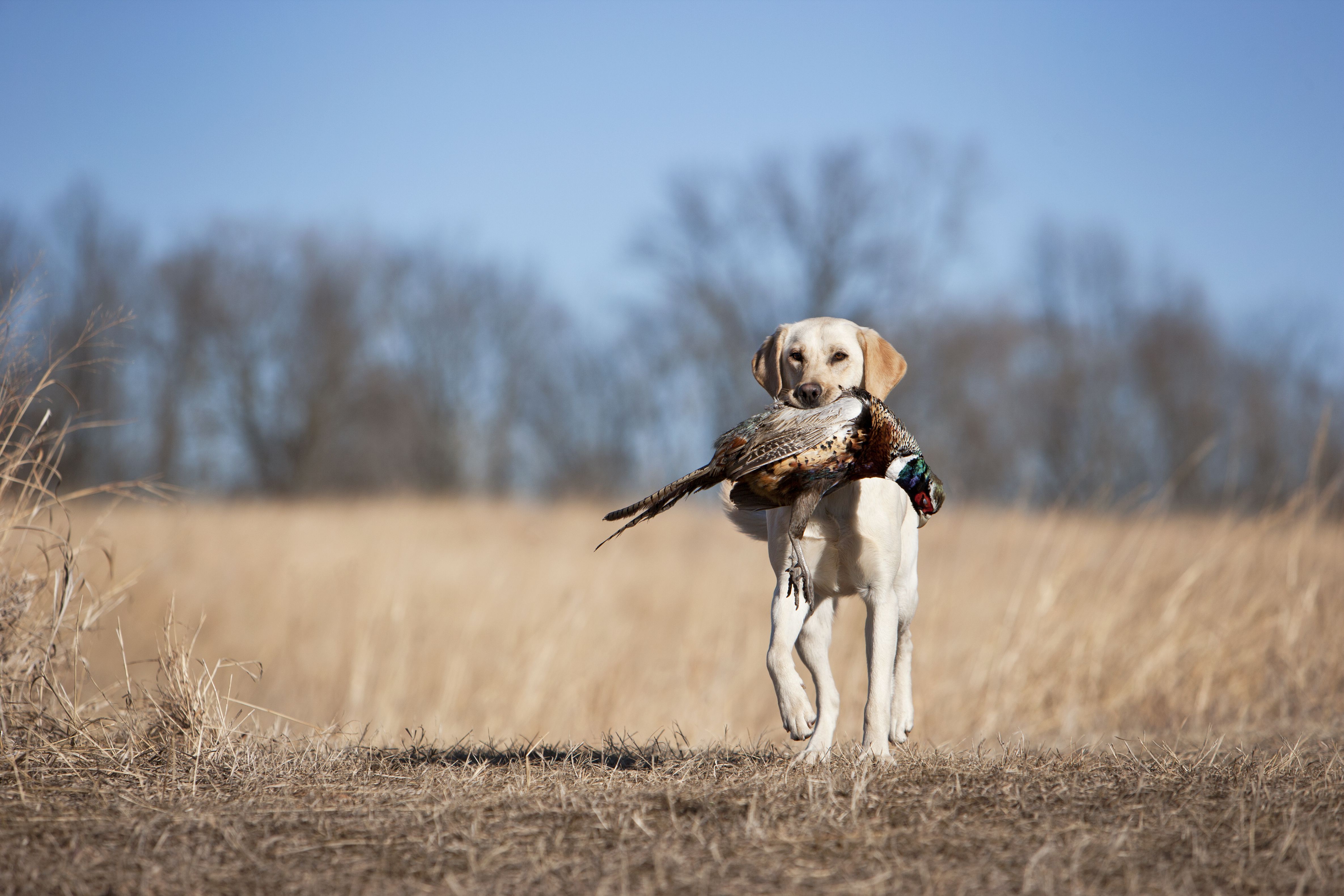 yellow labrador retriever carries bird