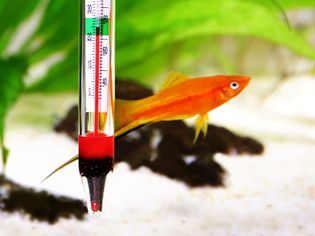 Thermometer in an aquarium with a fish in the background