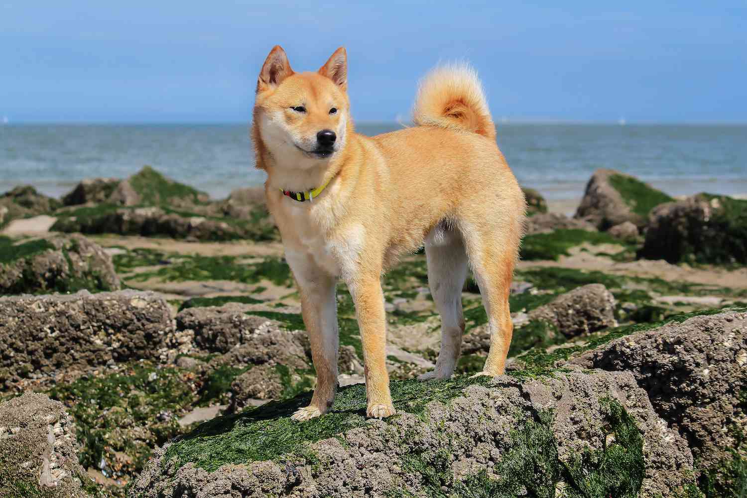 日本柴犬