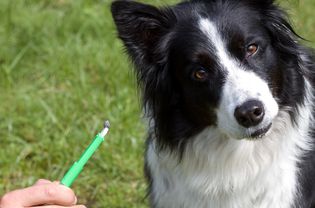 Dog and a tick