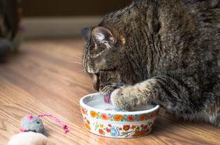 Cat drinking from bowl with paw held above water