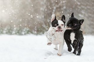 两只狗在雪地里玩耍