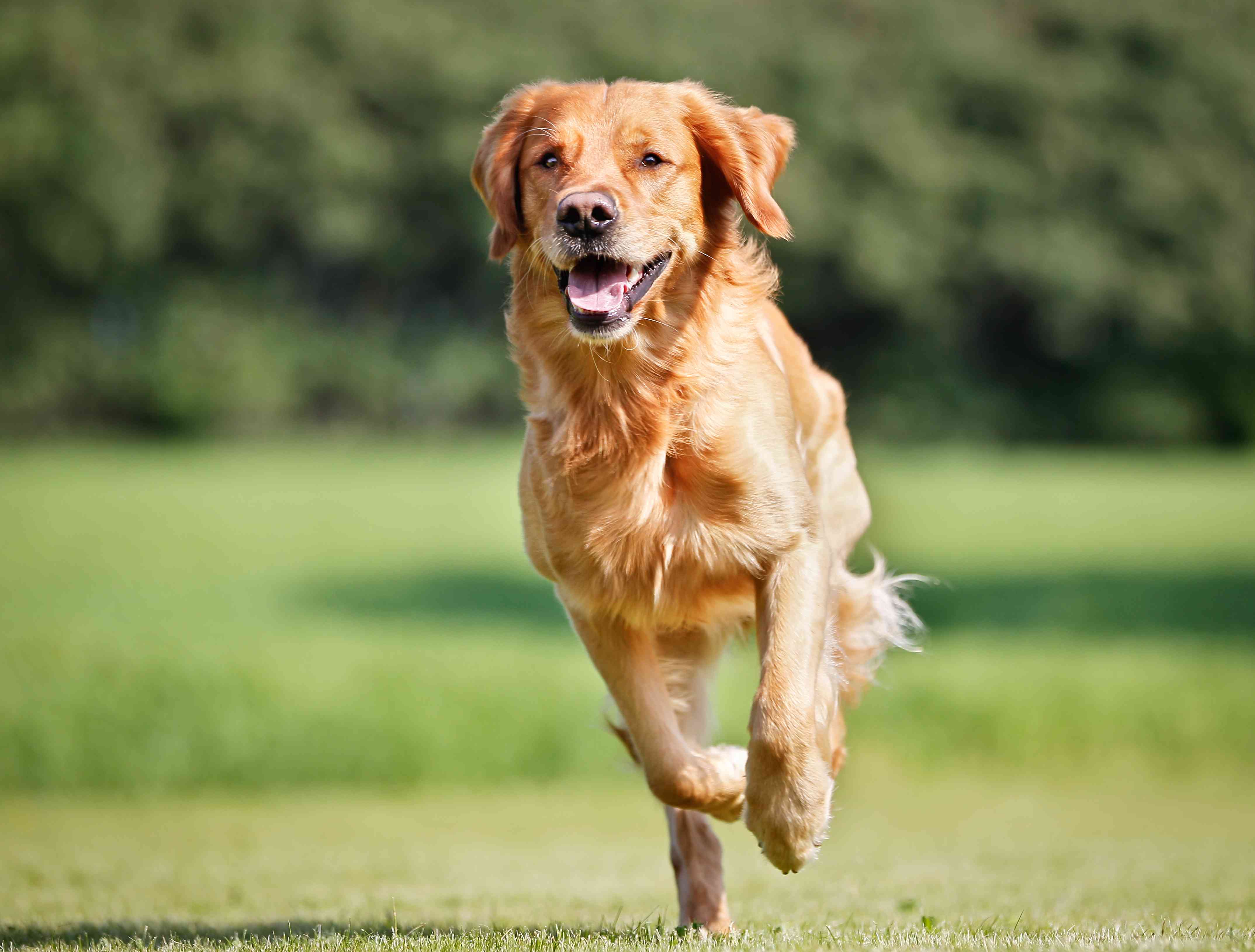 金毛猎犬