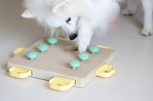 Dog playing with puzzle