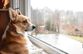 有分离焦虑的棕色柯基犬望着窗外