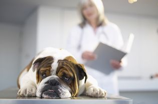 Sick Dog On Exam Table