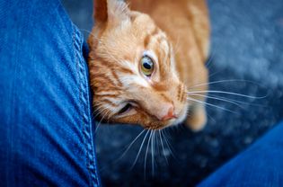 Ginger Tabby Cat Rubbing Against Someone's Leg