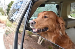 金毛猎犬望着车窗外