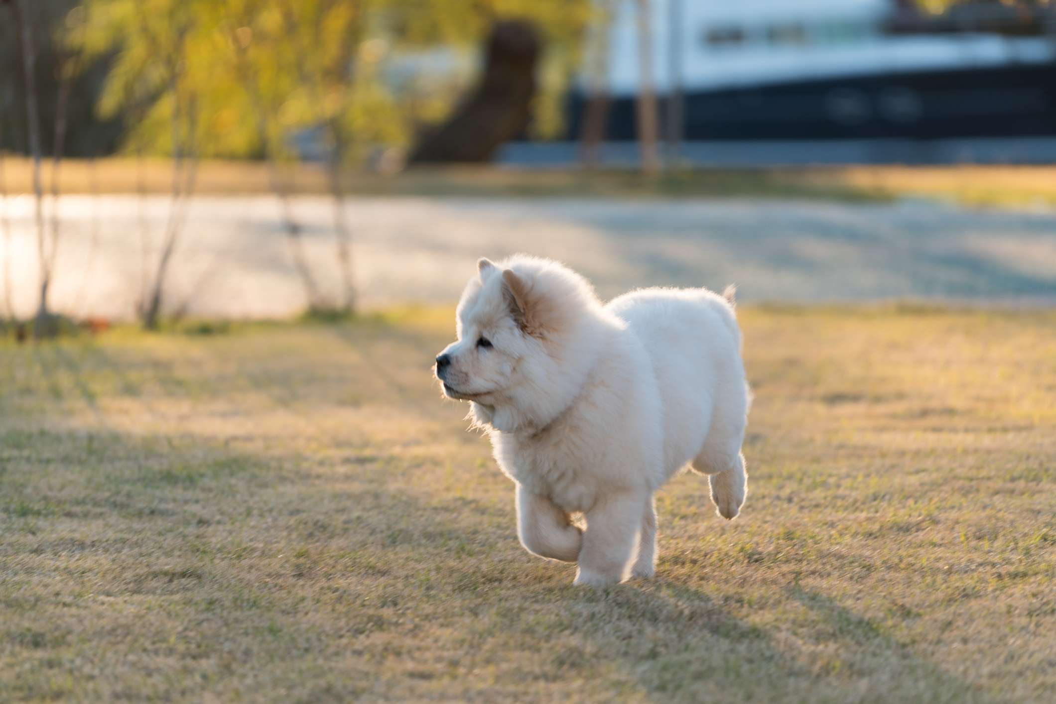 松狮犬