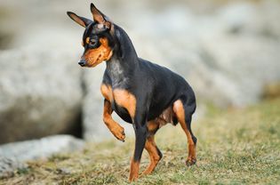 Standing side profile of a Miniature Pinscher (Min Pin)