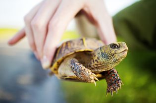 Box turtle held by a hand