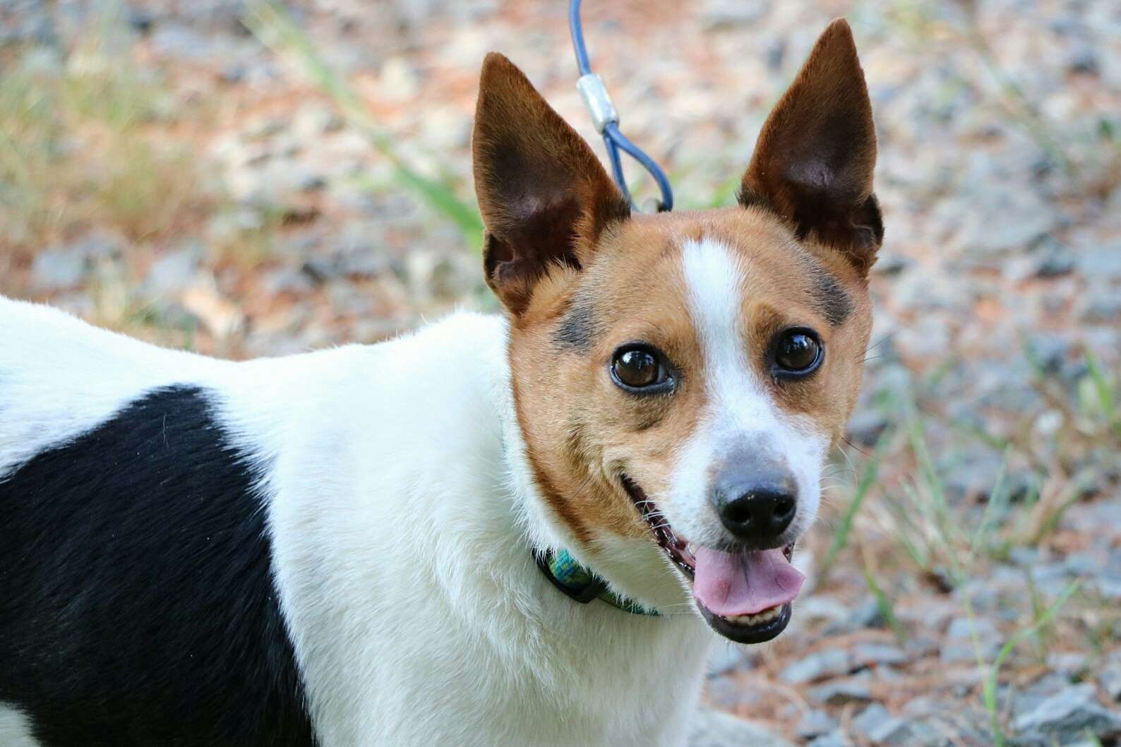 老鼠梗犬的脸部特写