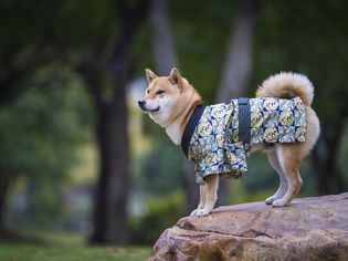 柴犬穿着和服站在岩石上