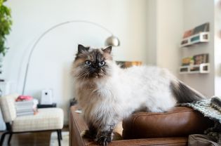 Himalayan cat on brown leather couch in living room