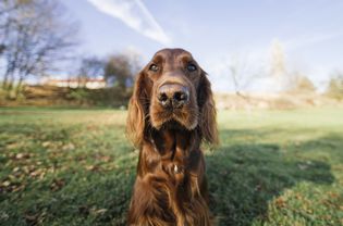 Red Irish Setter Outside