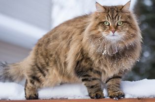 雪地里西伯利亚猫的侧面照片