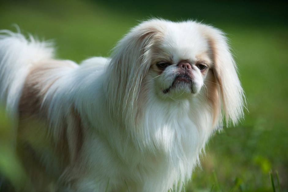 日本犬