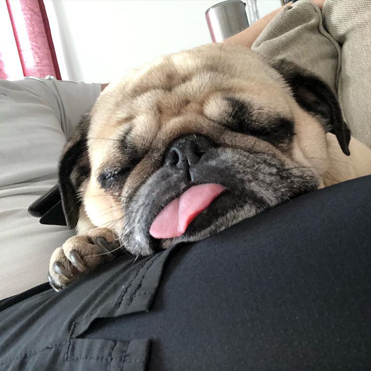 A pug asleep on his owner's leg with his tongue out.