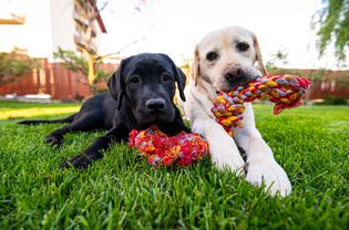 黑色拉布拉多犬和黄色拉布拉多犬在外面玩绳子玩具