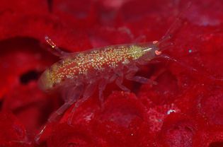 Saltwater copepod