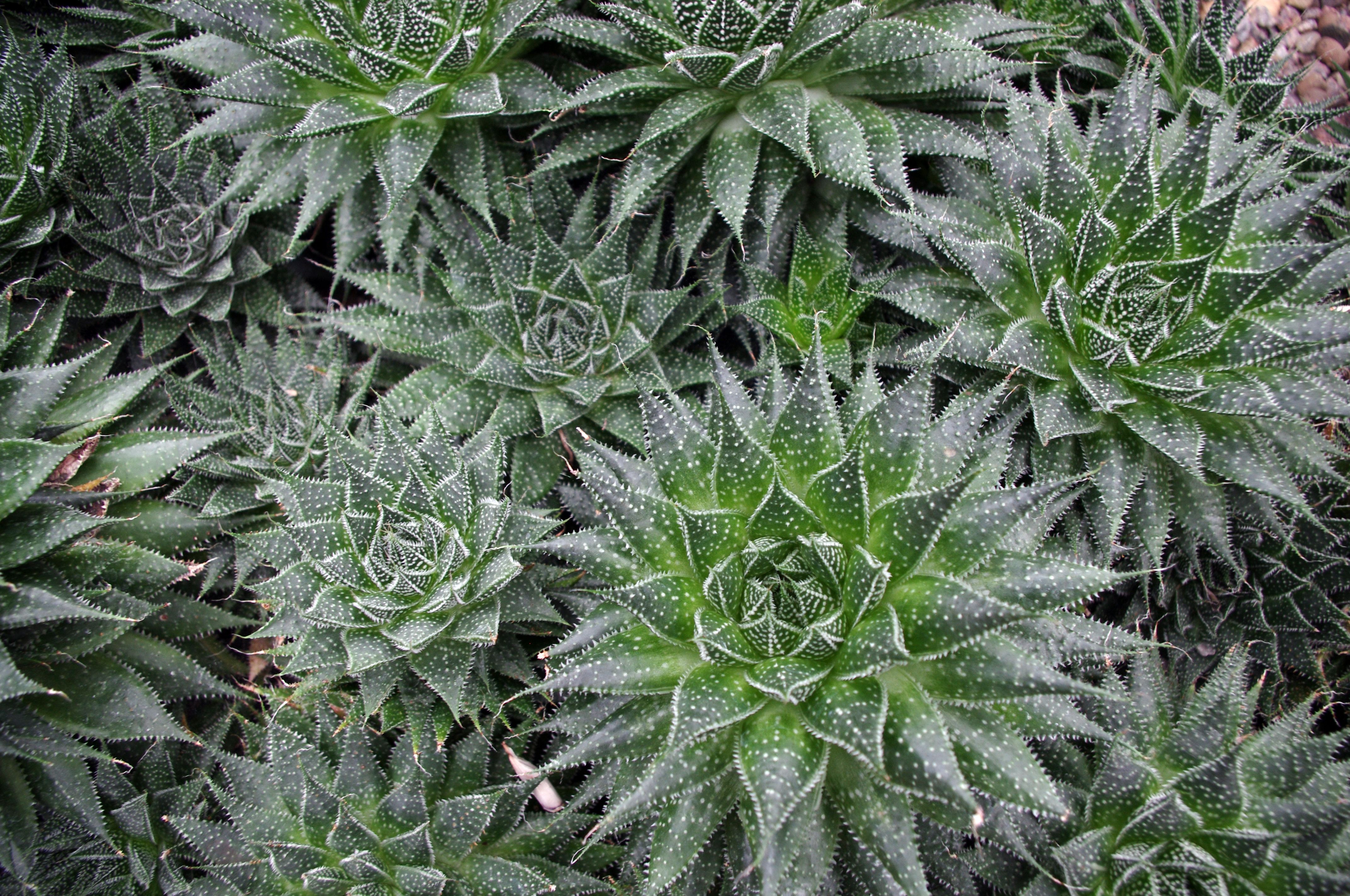 haworthia succulelnts