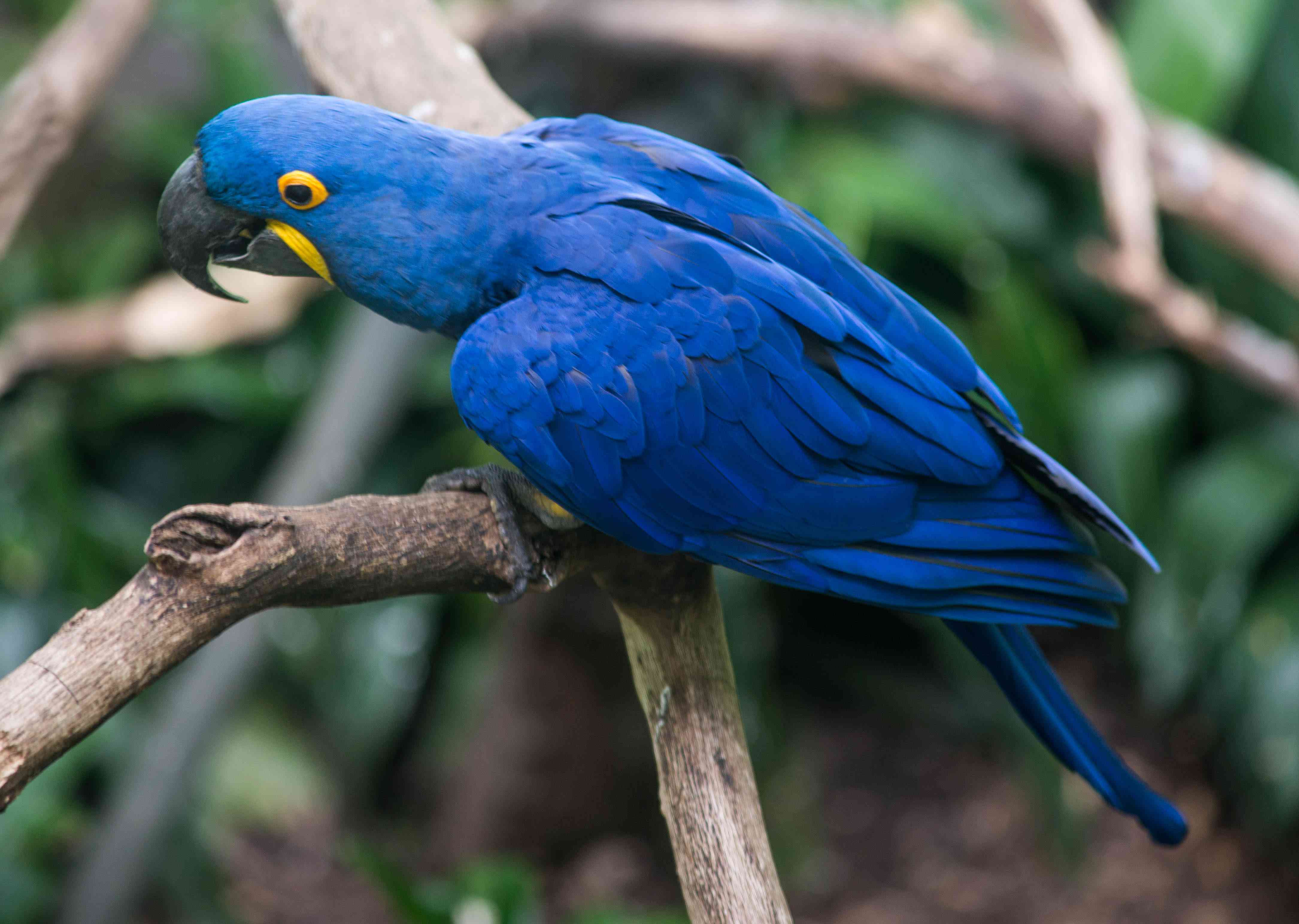 hyacinth macaw