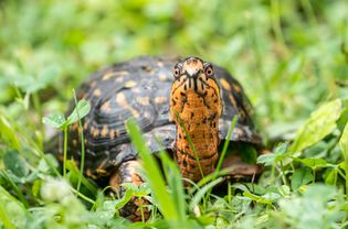 Eastern Box Turtle