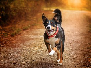 成年阿彭猎犬在小路上奔跑